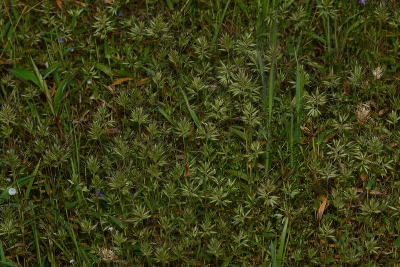Jansenella neglecta, photographed by S.MORE