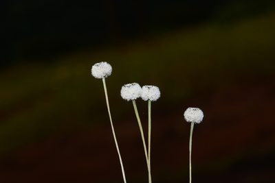 Eriocaulon sedgwickii, photographed by S.MORE