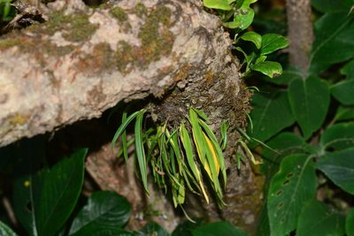 Dendrobium turbinatum, photographed by S.MORE