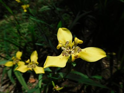 Trimezia steyermarkii, photographed by Álvaro Rivas Godin
