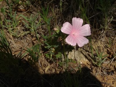 Malva hispanica, photographed by Santiago Martín-Bravo