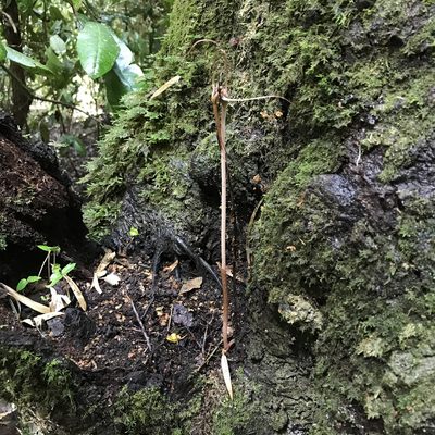 Arachnitis uniflora, photographed by Cristian Riquelme