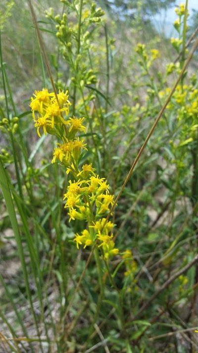 Solidago gillmanii, photographed by cwarneke