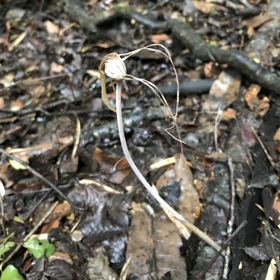 Arachnitis uniflora, photographed by Cristian Riquelme