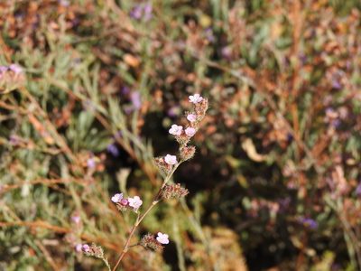 Myriolimon ferulaceum, photographed by Duarte Frade