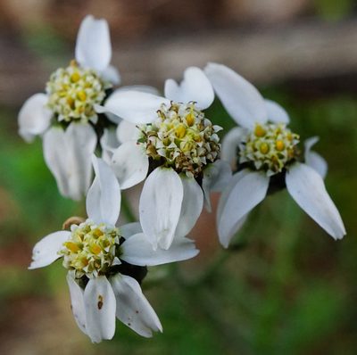 Achillea atrata, photographed by Patrick Hacker