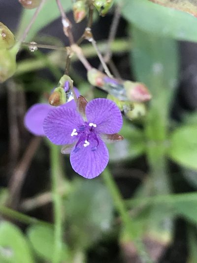 Murdannia spirata, photographed by gcschmidt911