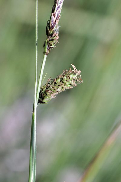 Carex binervis, photographed by jfgodeau