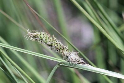Carex binervis, photographed by jfgodeau