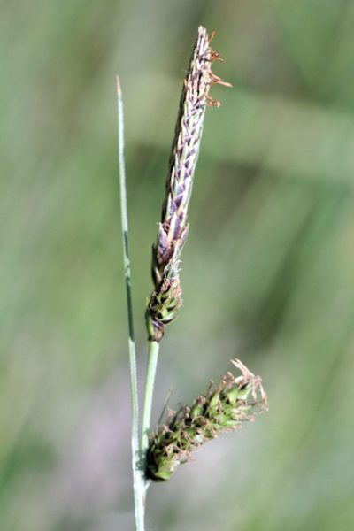 Carex binervis, photographed by jfgodeau