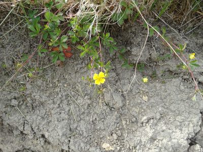 Potentilla anglica, photographed by derek_onley