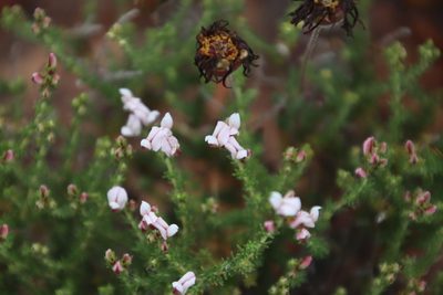 Aspalathus submissa, photographed by Tony Rebelo