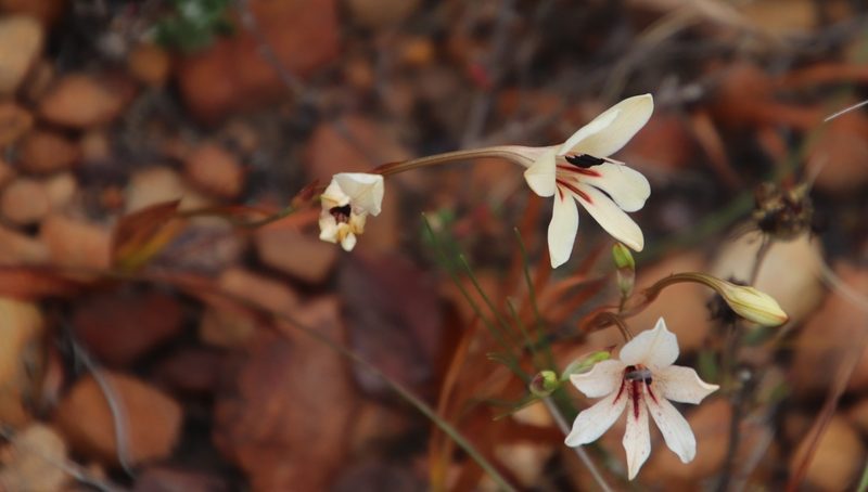 Tritonia flabellifolia, photographed by Tony Rebelo