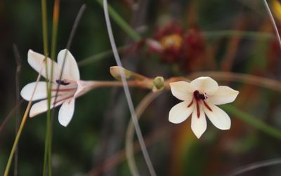 Tritonia flabellifolia, photographed by Tony Rebelo