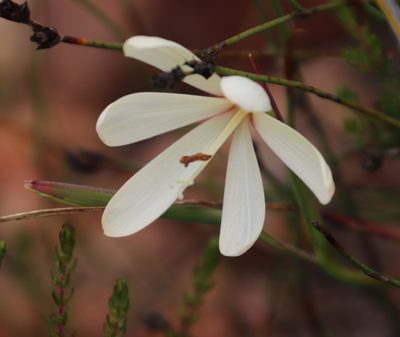 Geissorhiza schinzii, photographed by Tony Rebelo