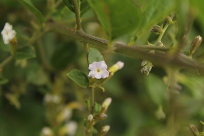 Duranta mutisii, photographed by Andrés Ramírez-Barrera