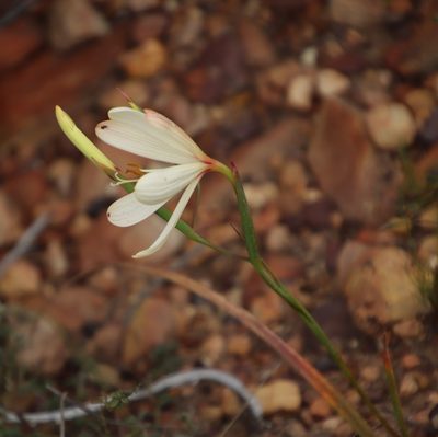 Geissorhiza schinzii, photographed by Tony Rebelo