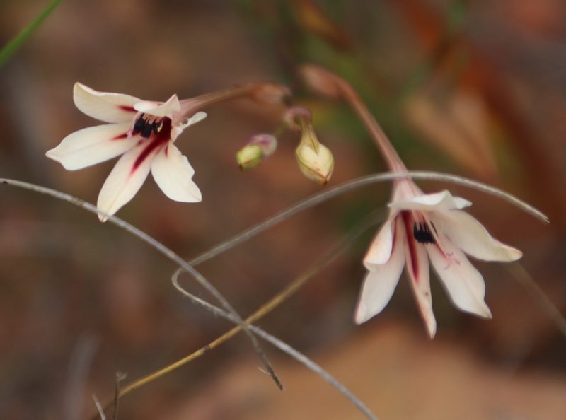 Tritonia cooperi, photographed by Tony Rebelo
