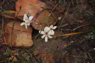 Tritonia flabellifolia, photographed by Tony Rebelo