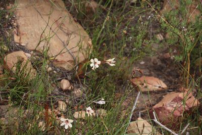 Tritonia flabellifolia, photographed by Tony Rebelo