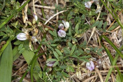 Astragalus lemmonii, photographed by Steve Matson