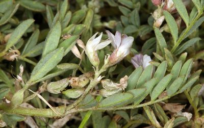 Astragalus lemmonii, photographed by Steve Matson