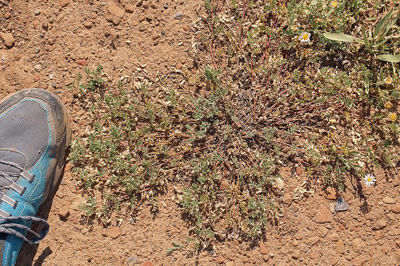Astragalus lentiformis, photographed by Steve Matson