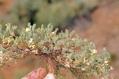 Astragalus lentiformis, photographed by Steve Matson