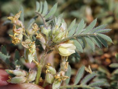 Astragalus lentiformis, photographed by Steve Matson