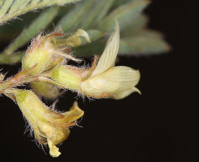 Astragalus lentiformis, photographed by Steve Matson