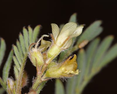 Astragalus lentiformis, photographed by Steve Matson