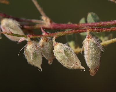 Astragalus lentiformis, photographed by Steve Matson