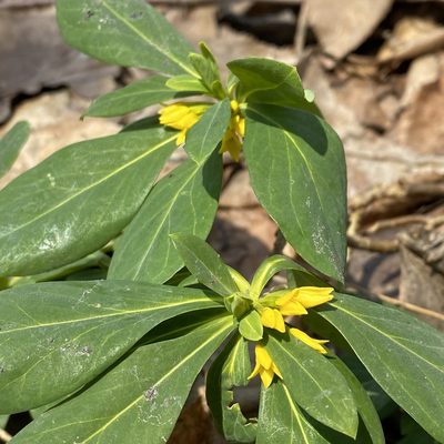 Daphne jezoensis, photographed by ITÔ, Hiroki