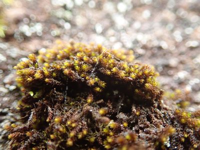 Andreaea rupestris, photographed by Randal