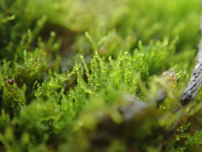 Cephaloziella divaricata, photographed by Randal