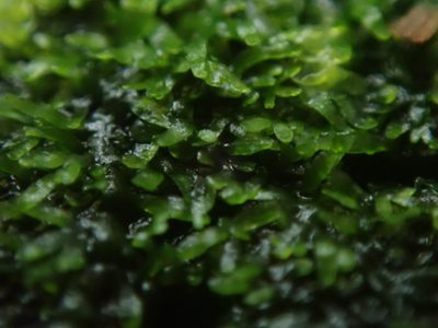 Riccardia chamedryfolia, photographed by Randal