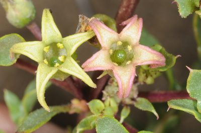 Jaborosa reflexa, photographed by aacocucci