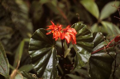 Begonia stenotepala, photographed by desertnaturalist