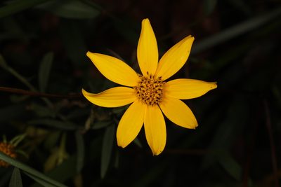 Bidens aristosa, photographed by Judy Gallagher
