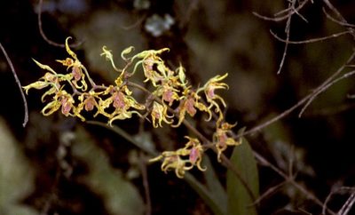 Cyrtochilum tetraplasium, photographed by desertnaturalist