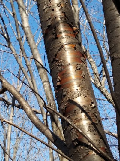 Prunus maackii, photographed by Repina Tatyana