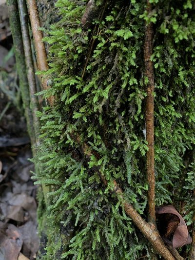 Neckeropsis disticha, photographed by Brandon Corder