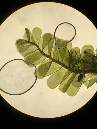 Neckeropsis disticha, photographed by Brandon Corder