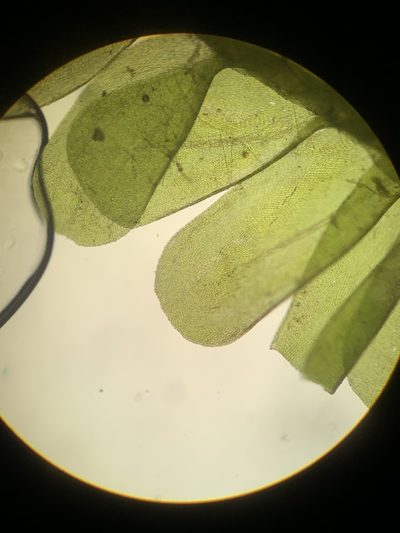 Neckeropsis disticha, photographed by Brandon Corder