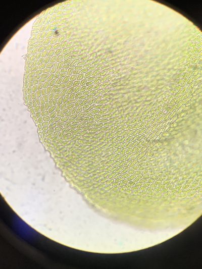 Neckeropsis disticha, photographed by Brandon Corder