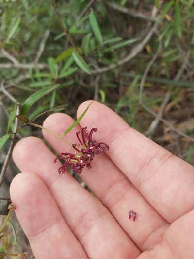 Grevillea diffusa, photographed by Tim