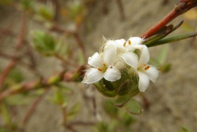 Pimelea lyallii, photographed by Cara-Lisa Schloots