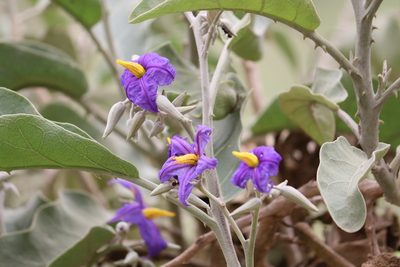 Solanum lycocarpum, photographed by Conrado Pável de Oliveira
