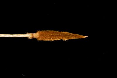 Austrostipa eremophila, photographed by Kym Nicolson