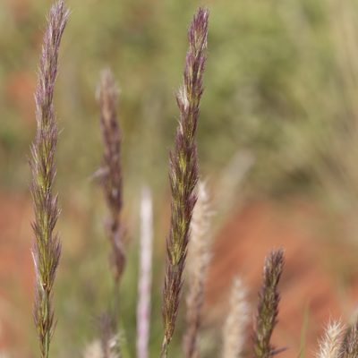 Triraphis mollis, photographed by Kym Nicolson